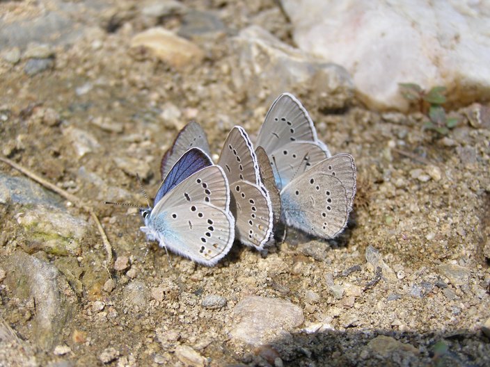 July Butterfly Tour (Bulgaria)